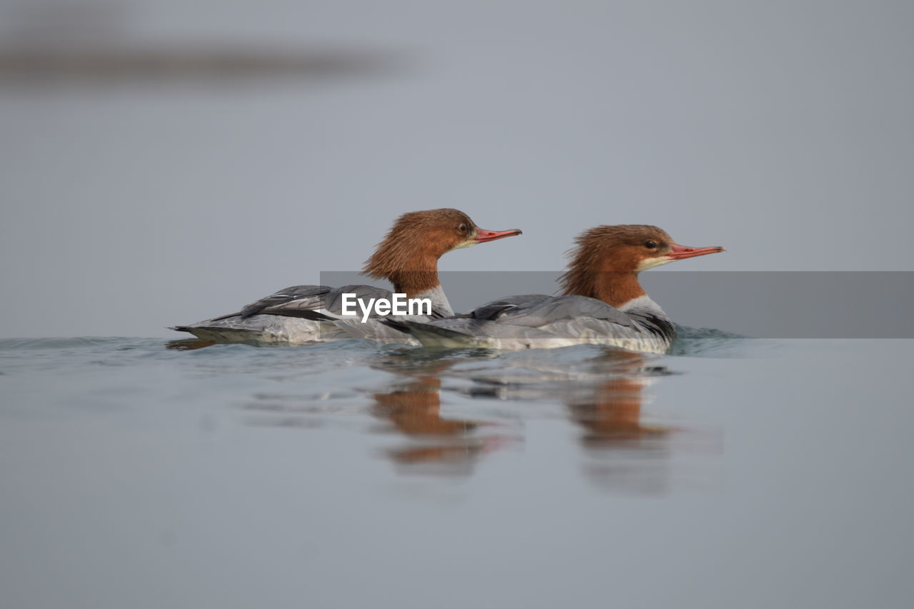 Mergus is the genus of the typical mergansers, fish-eating ducks in the subfamily anatinae.