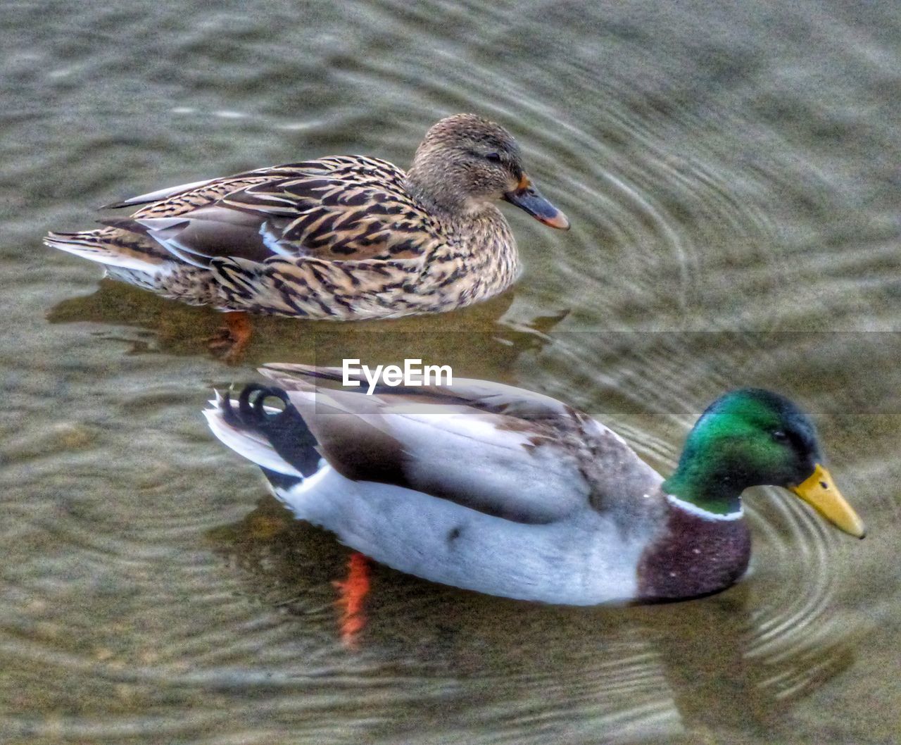 CLOSE-UP OF MALLARD DUCK