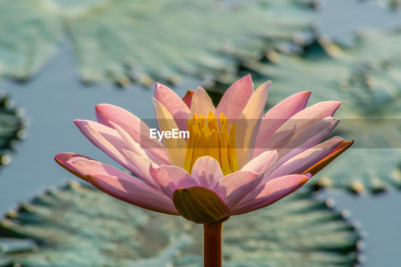 CLOSE-UP OF LOTUS LILY IN LAKE