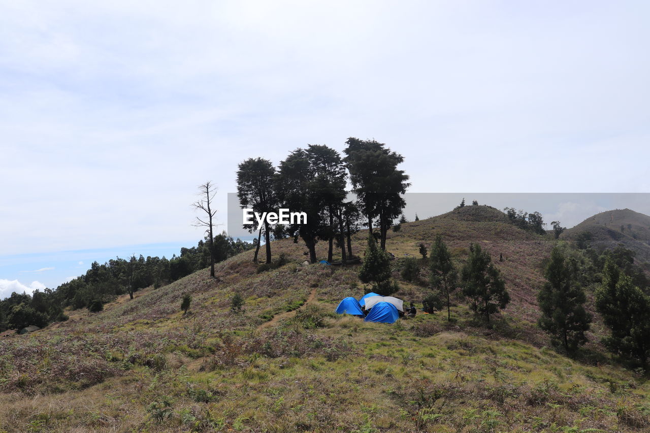PLANTS GROWING ON LAND