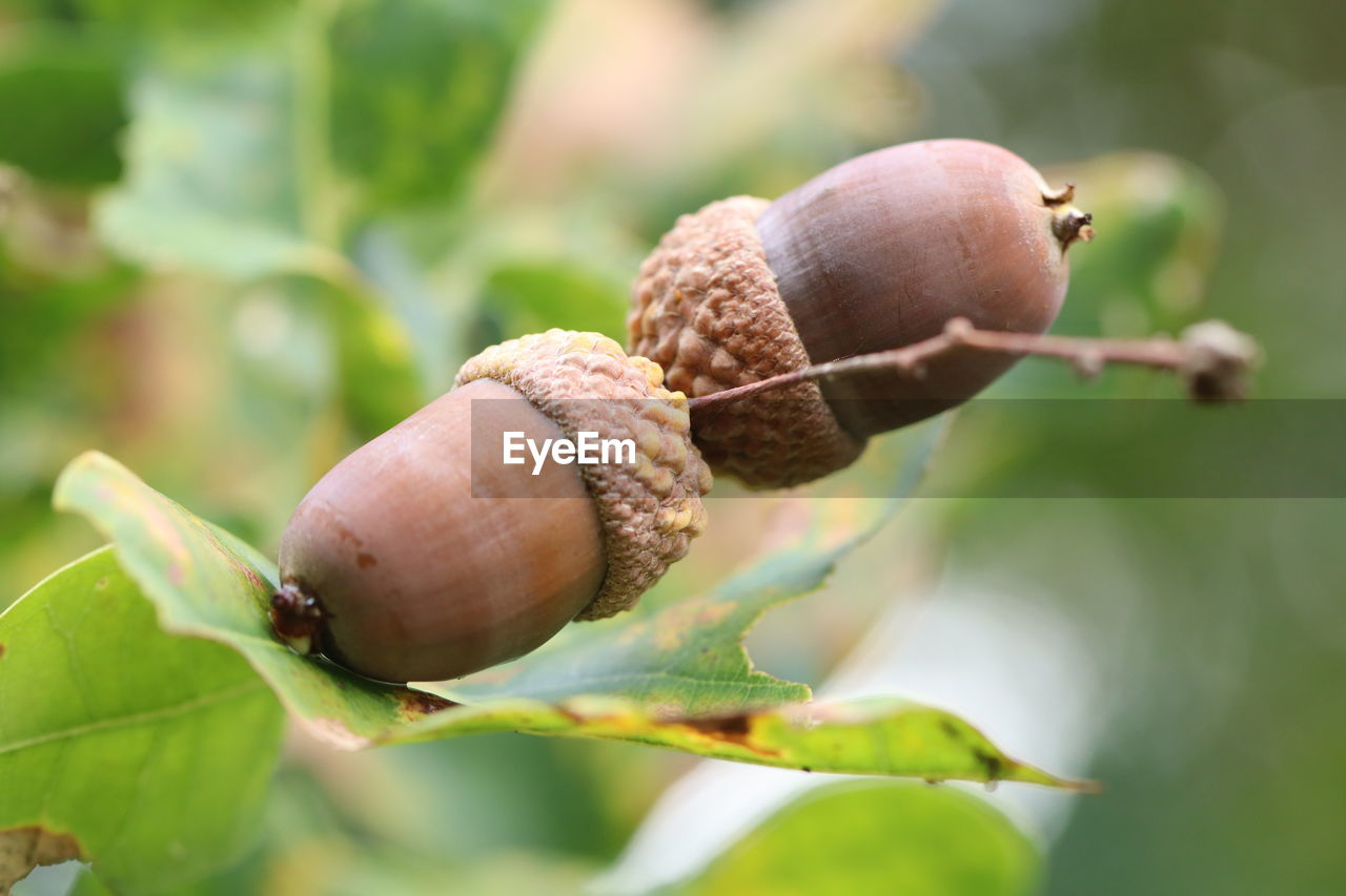 Close-up of acorns on a tree