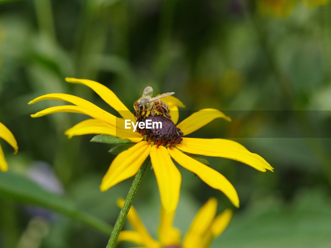 Close-up side view of fly on flower