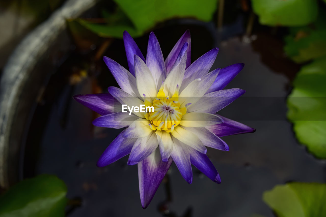 CLOSE-UP OF PURPLE WATER LILY IN GARDEN