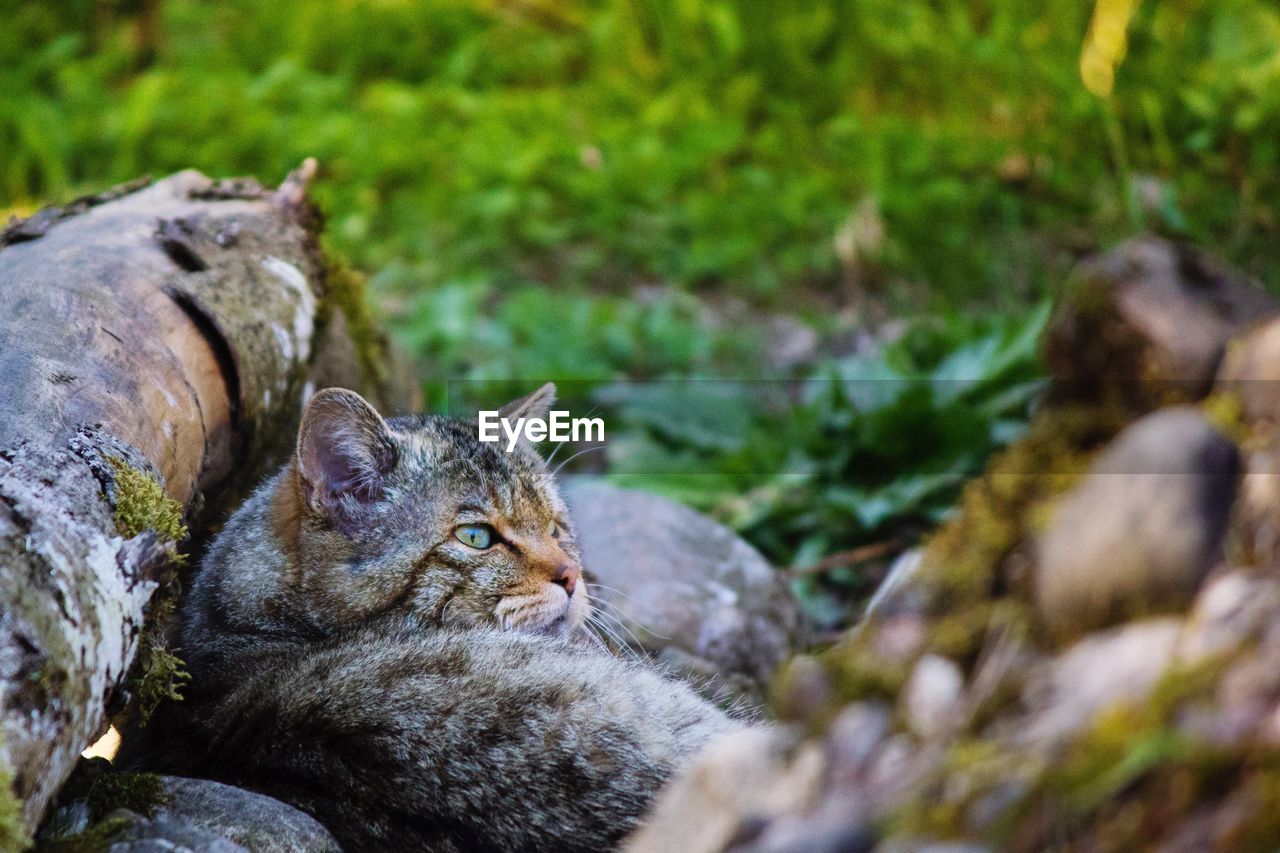 CLOSE-UP OF CAT LYING ON GROUND