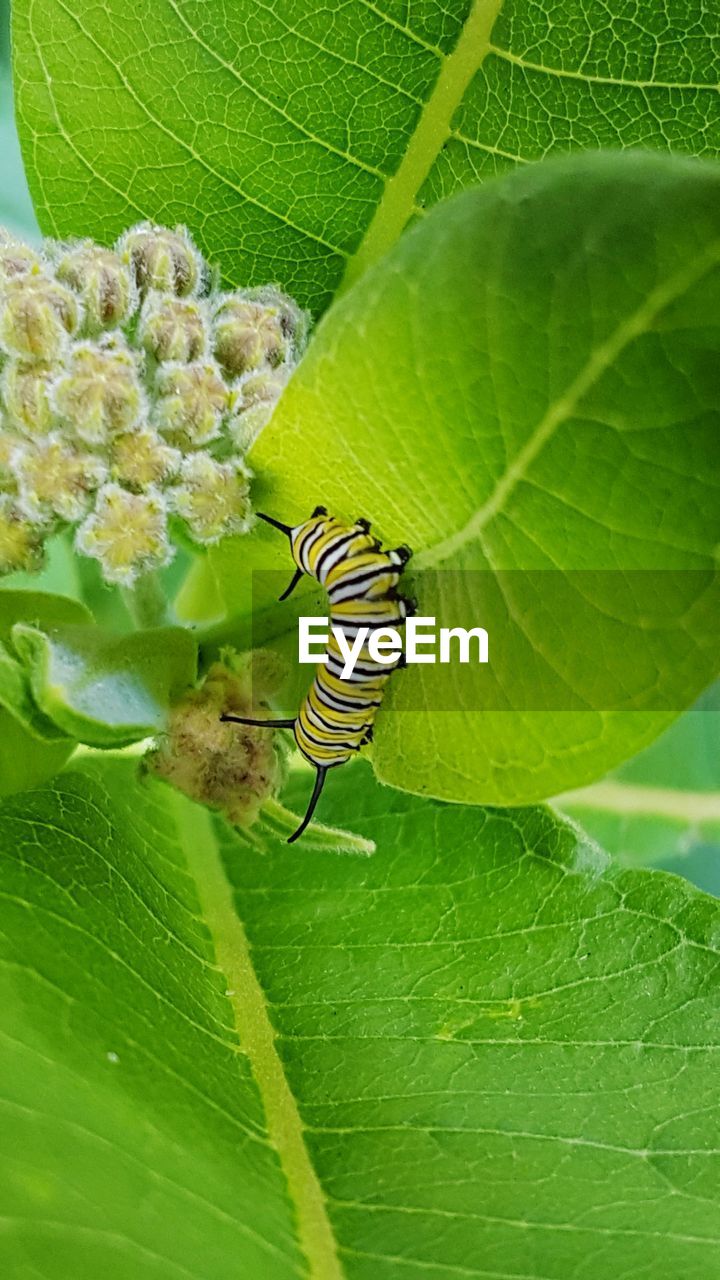 CLOSE-UP OF GRASSHOPPER ON LEAF