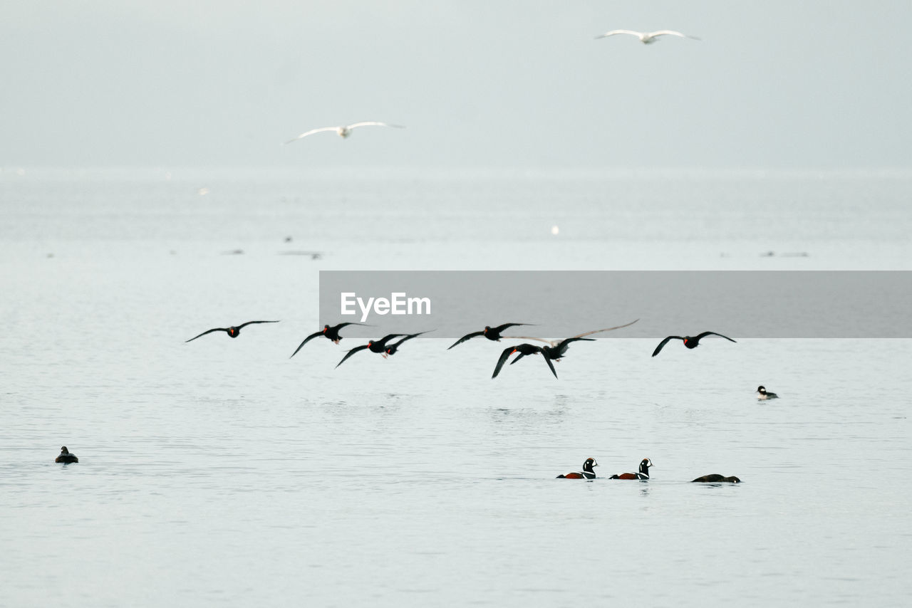 A flock of black oystercatchers flying over puget sound in washington