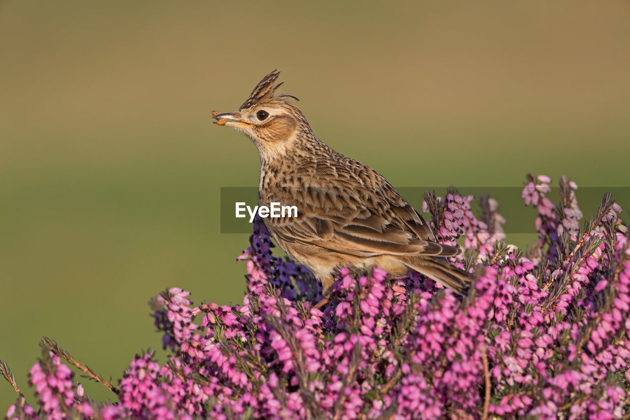 CLOSE-UP OF BIRD PERCHING ON FLOWER