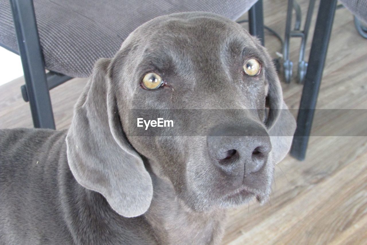 CLOSE-UP OF DOG IN MOUTH