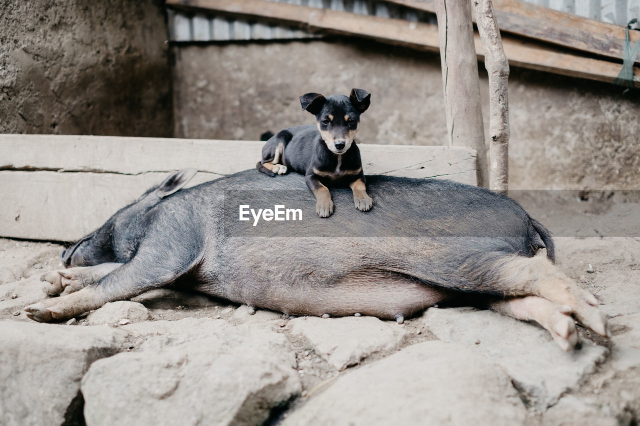 BLACK DOG SITTING ON FLOOR