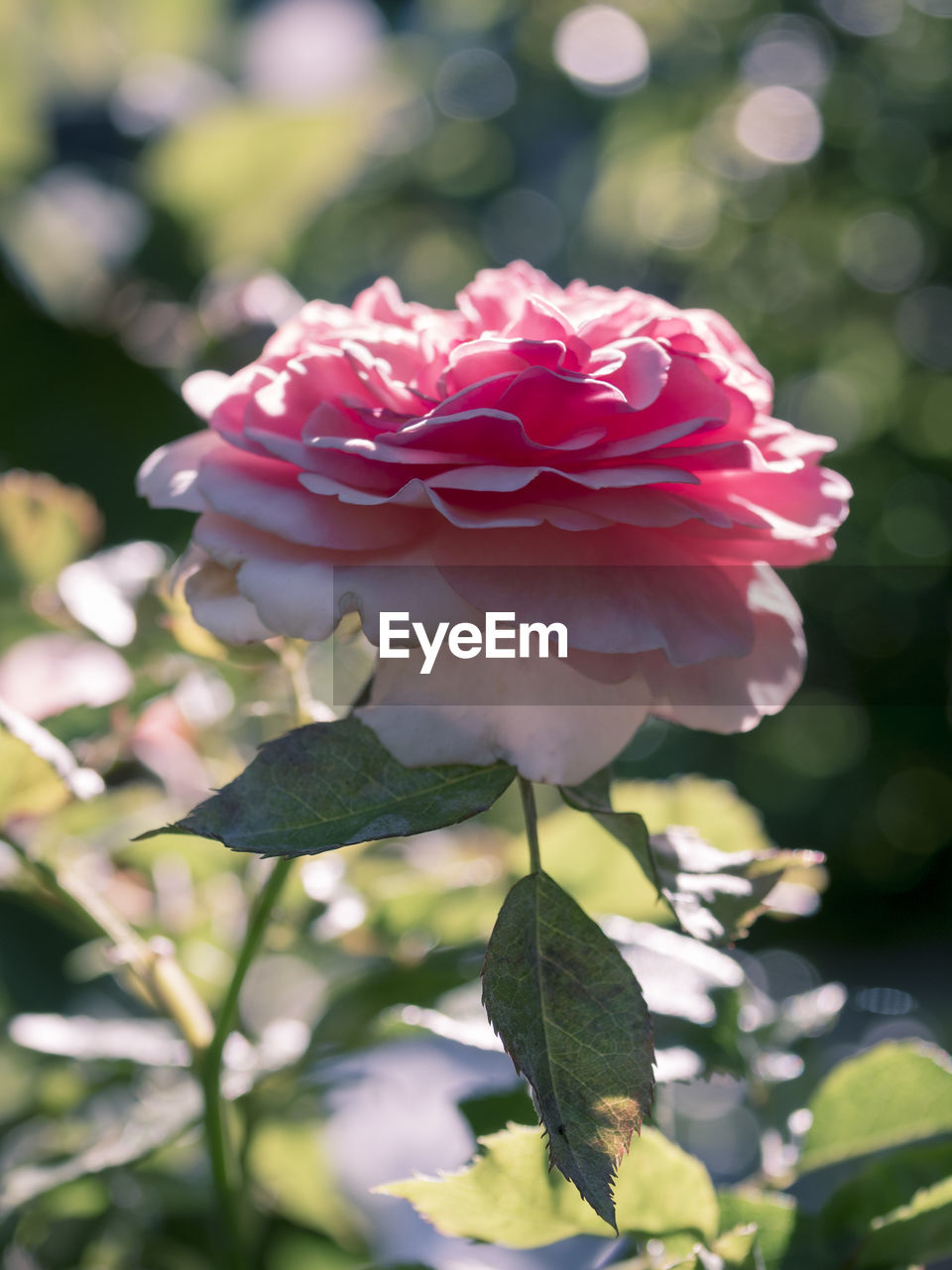 CLOSE-UP OF PINK ROSES