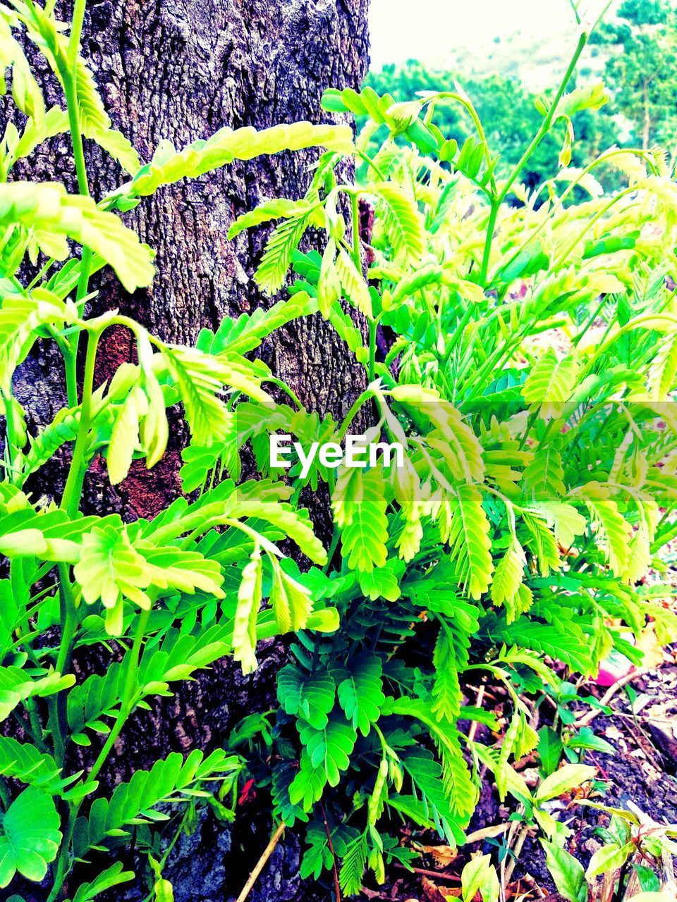 HIGH ANGLE VIEW OF FRESH GREEN LEAF ON FIELD