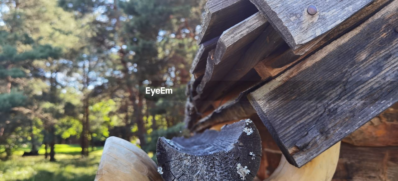 CLOSE-UP OF LOGS ON WOODEN LOG IN FOREST