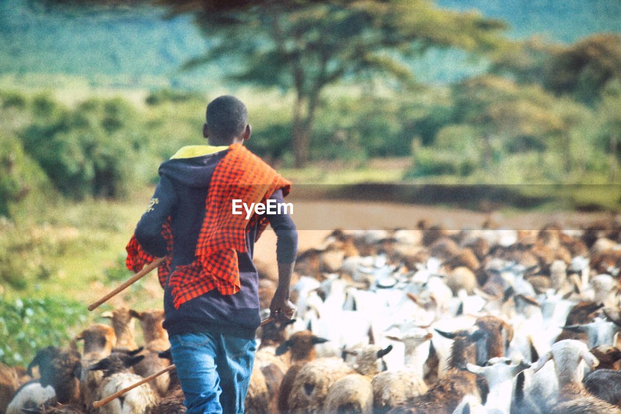 Rear view of man walking by goats on field