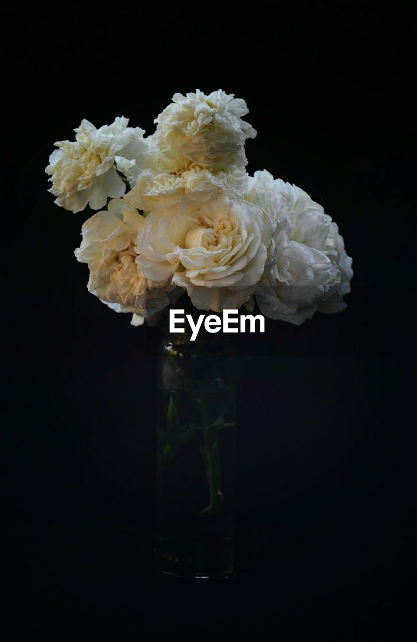 Close-up of flowers against black background