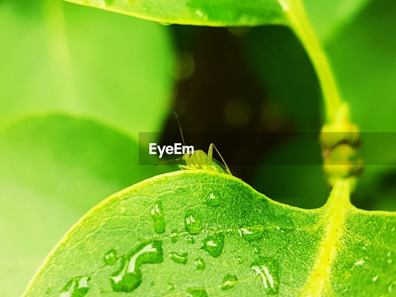 CLOSE-UP OF INSECT ON PLANT