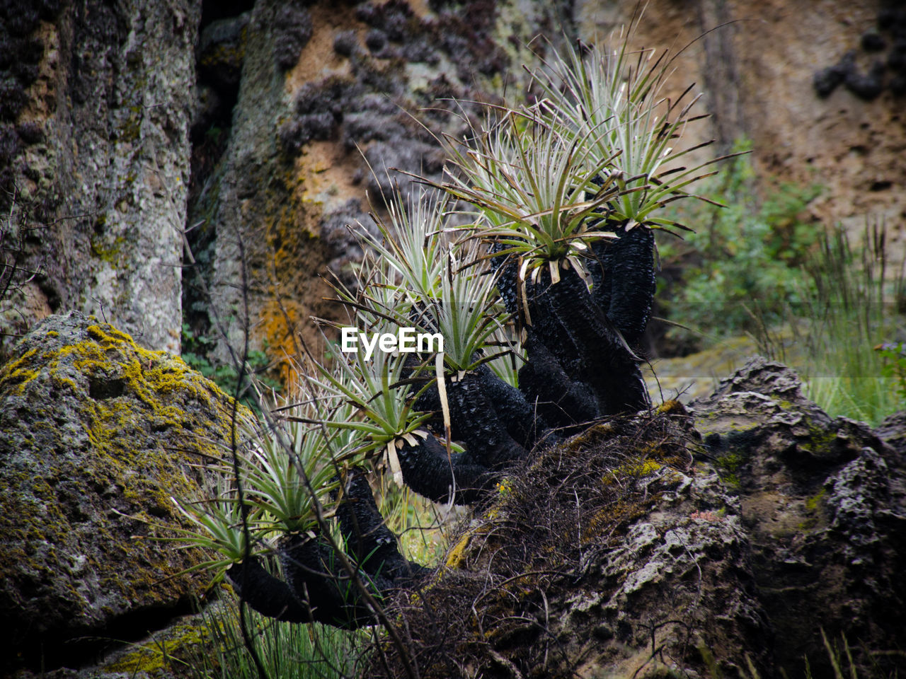 PLANTS GROWING ON ROCK