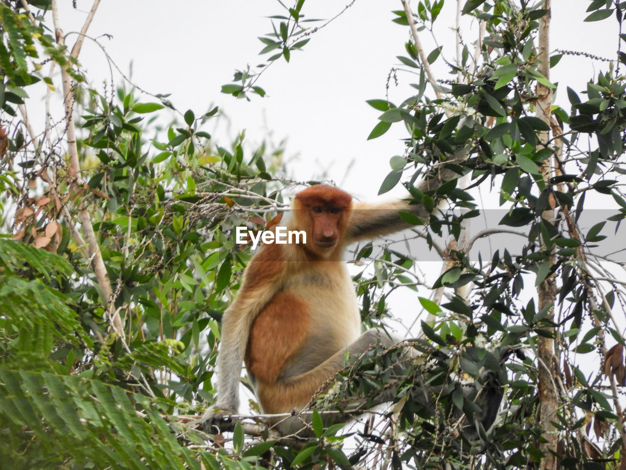 MONKEY SITTING ON BRANCH