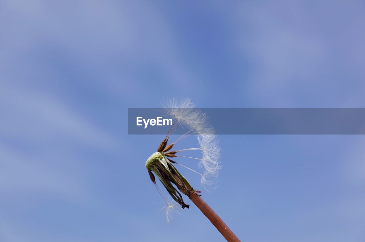 Low angle view of dandelion flower against sky