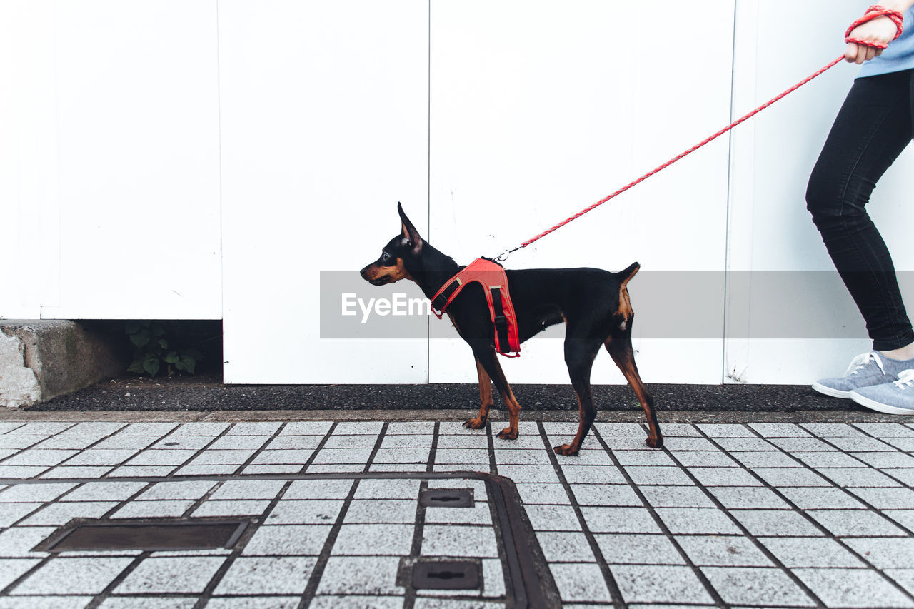 Cropped image of person with doberman pinscher walking on sidewalk by wall