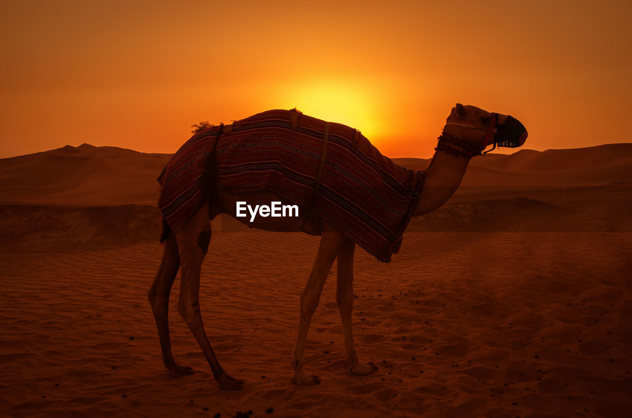 Side view of camel standing in desert