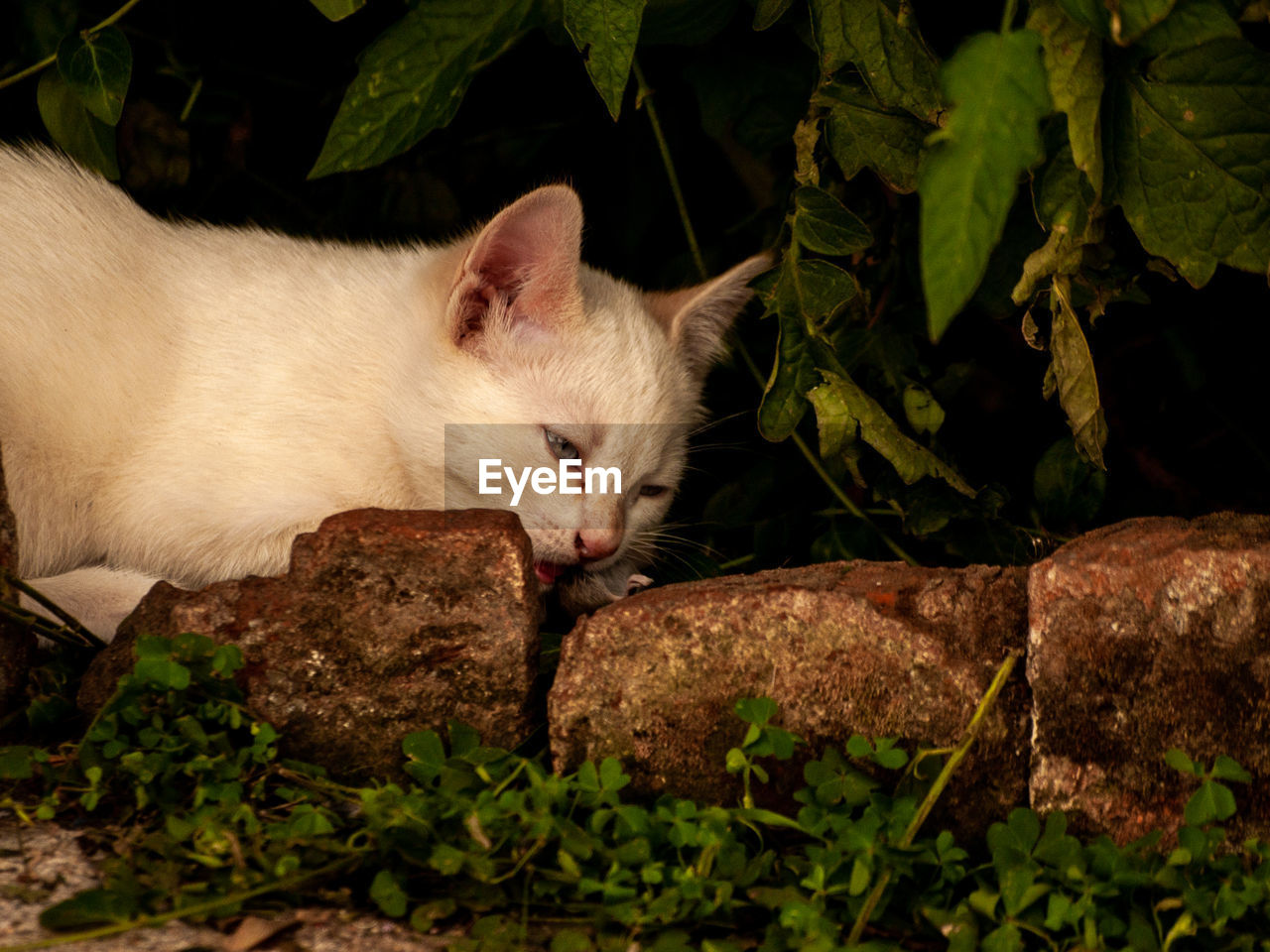 CLOSE-UP OF A CAT LYING ON PLANT