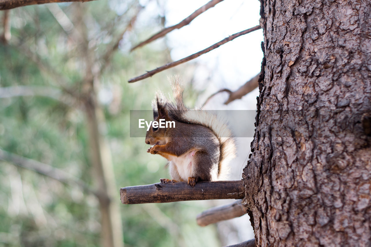 Squirrel on tree trunk