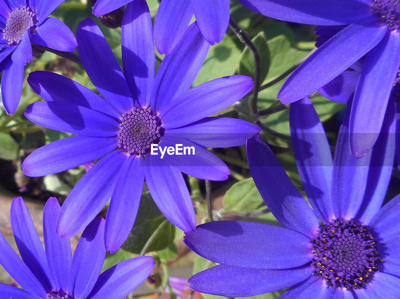 CLOSE-UP OF PURPLE FLOWERS