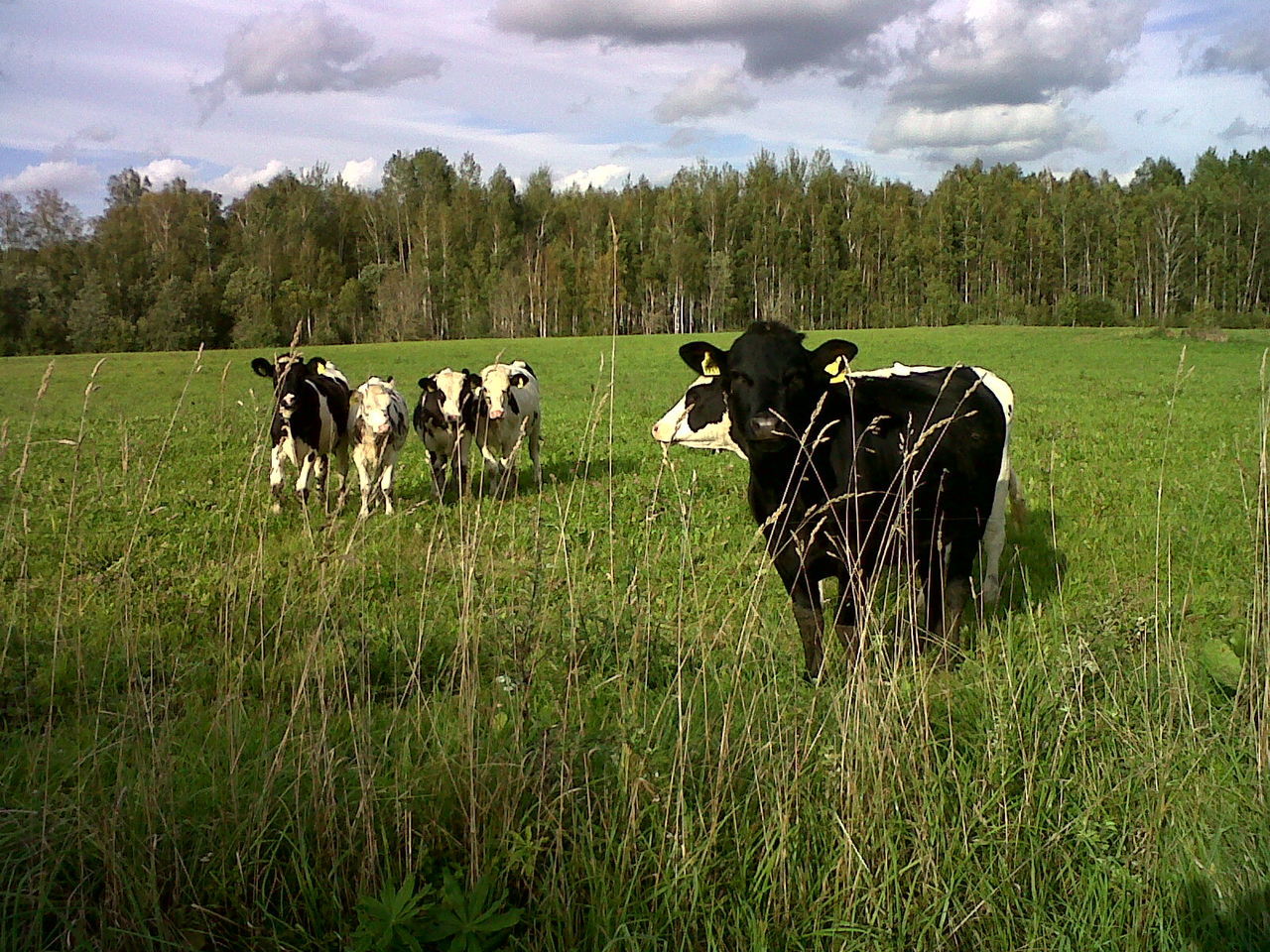 COWS ON FIELD AGAINST TREES