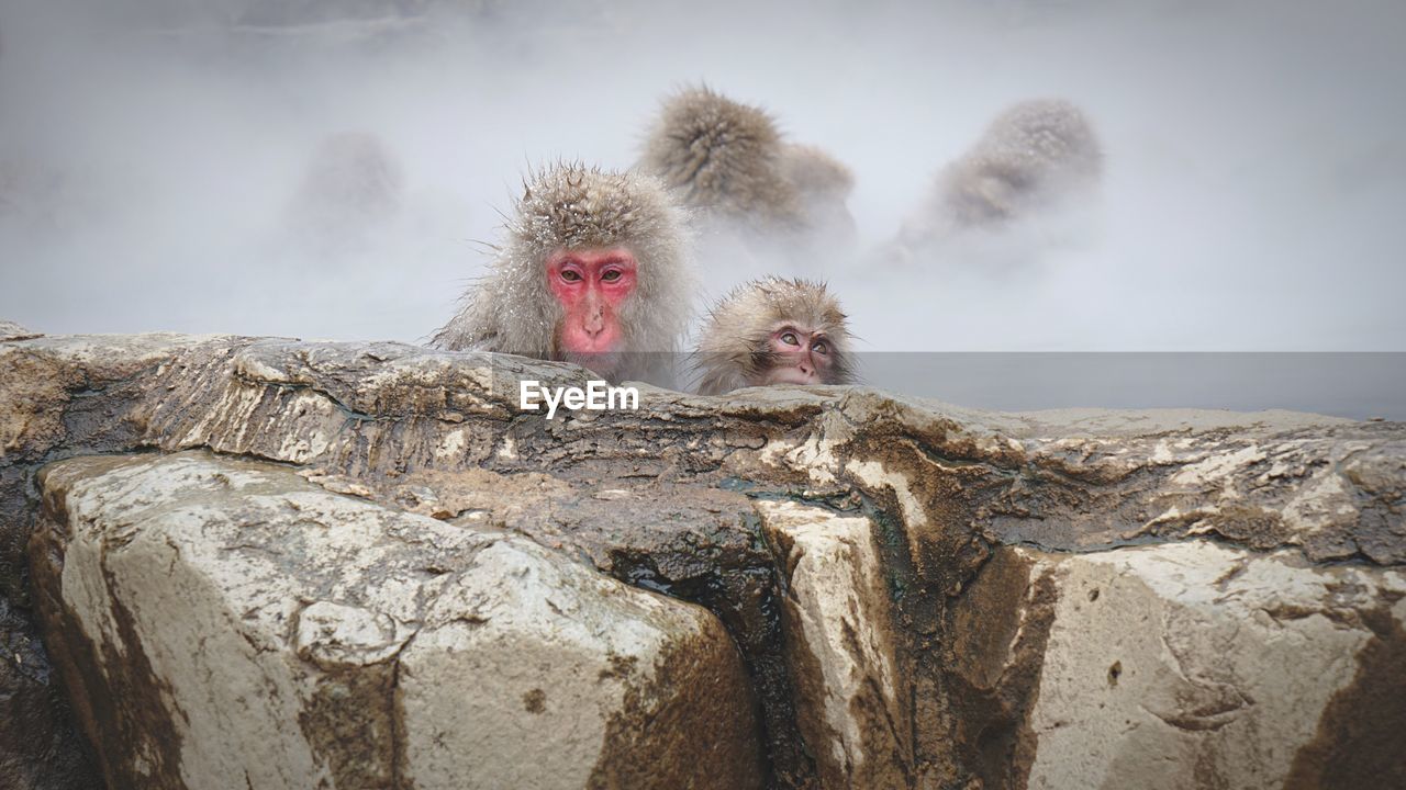 Monkeys in hot spring 