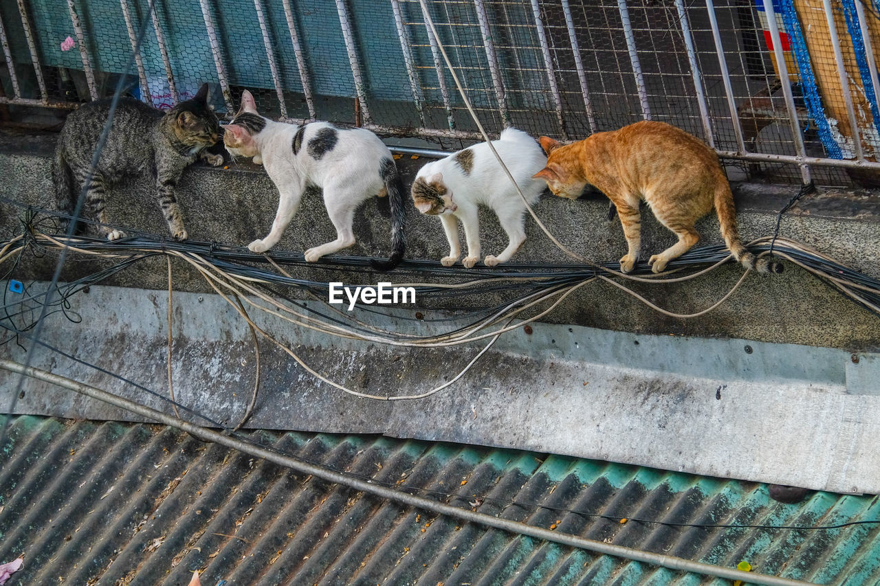 HIGH ANGLE VIEW OF A DOG ON THE FLOOR
