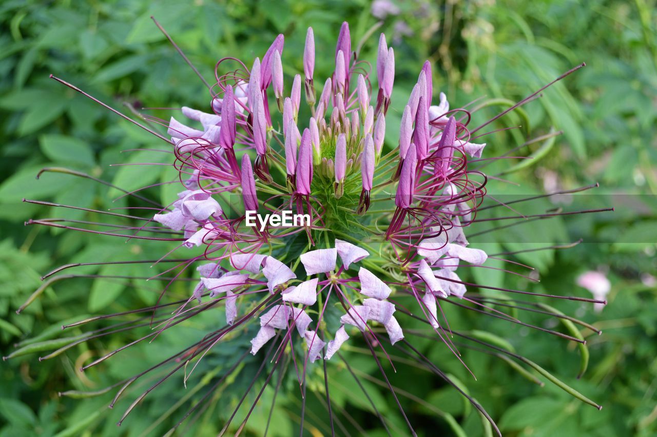 CLOSE-UP OF PURPLE FLOWERING PLANTS ON LAND