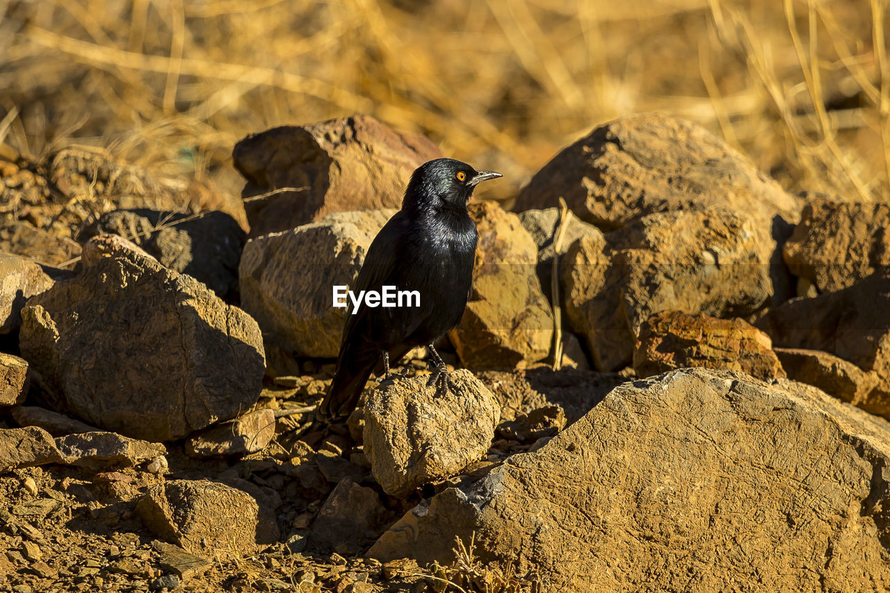High angle view of bird perching on rock