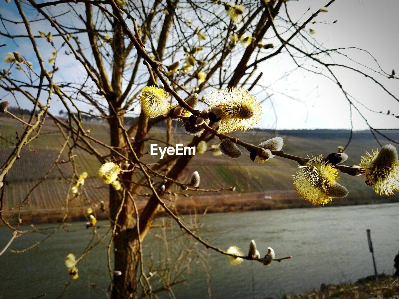 VIEW OF TREES AND PLANTS