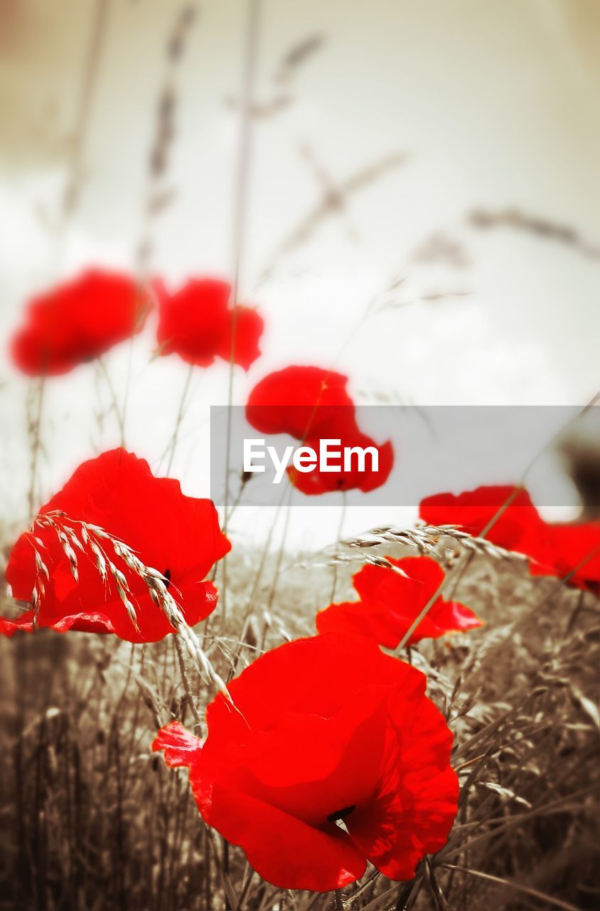 CLOSE-UP OF RED POPPY FLOWERS ON LAND