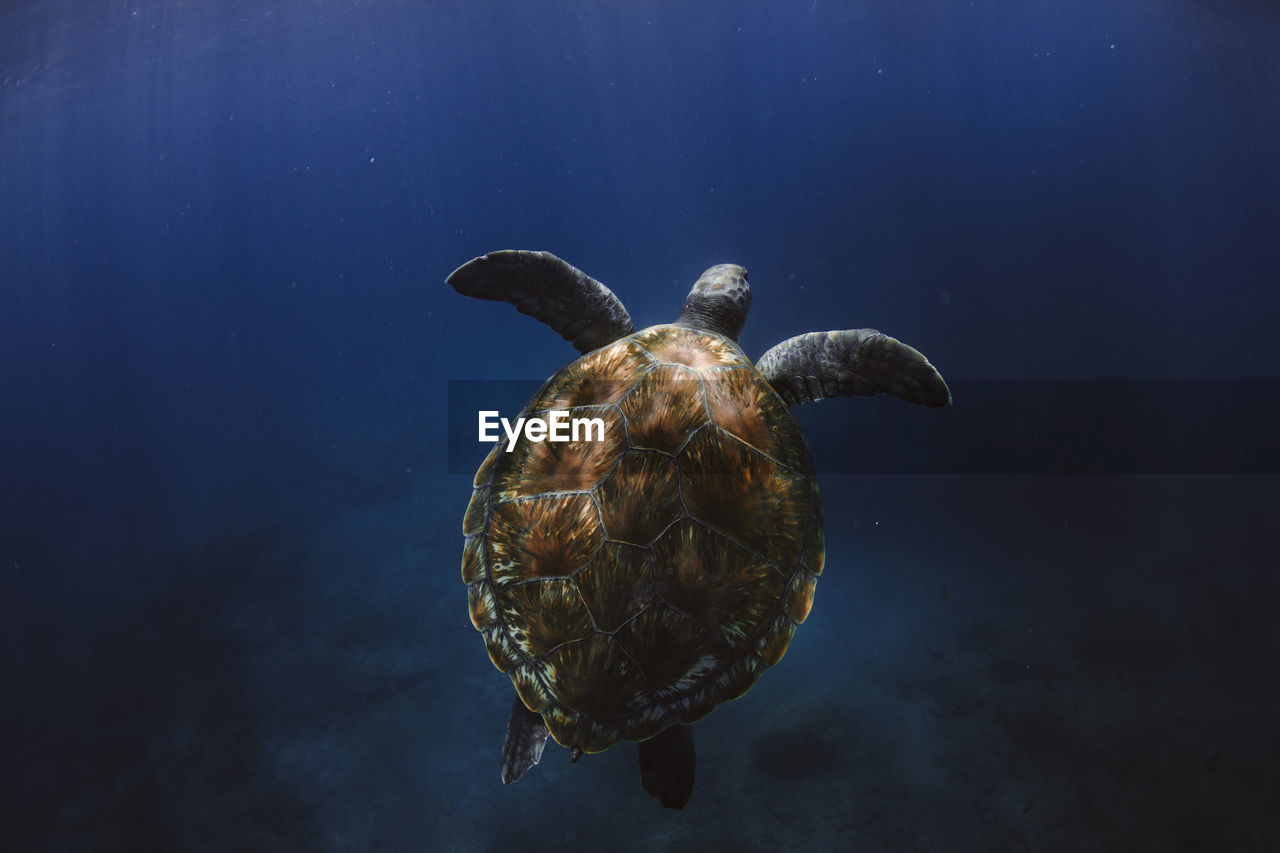 Sea turtle swimming in the atlantic ocean
