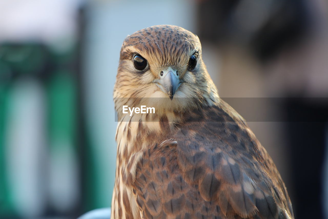 Close-up portrait of owl