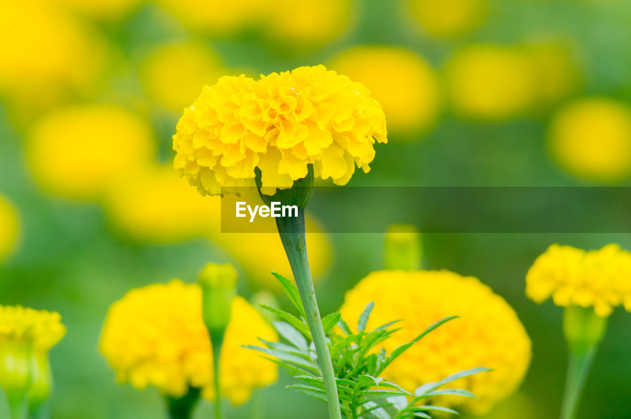 Close-up of yellow marigold flowers