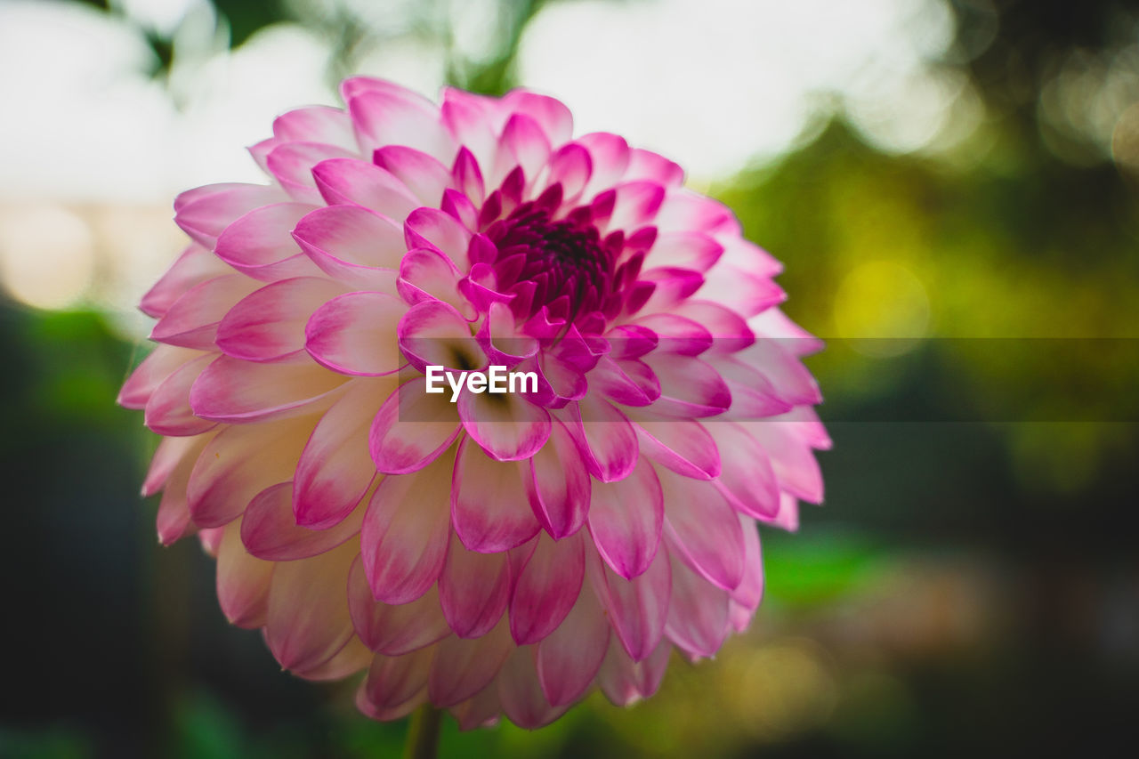 CLOSE-UP OF PINK DAHLIA ON PLANT