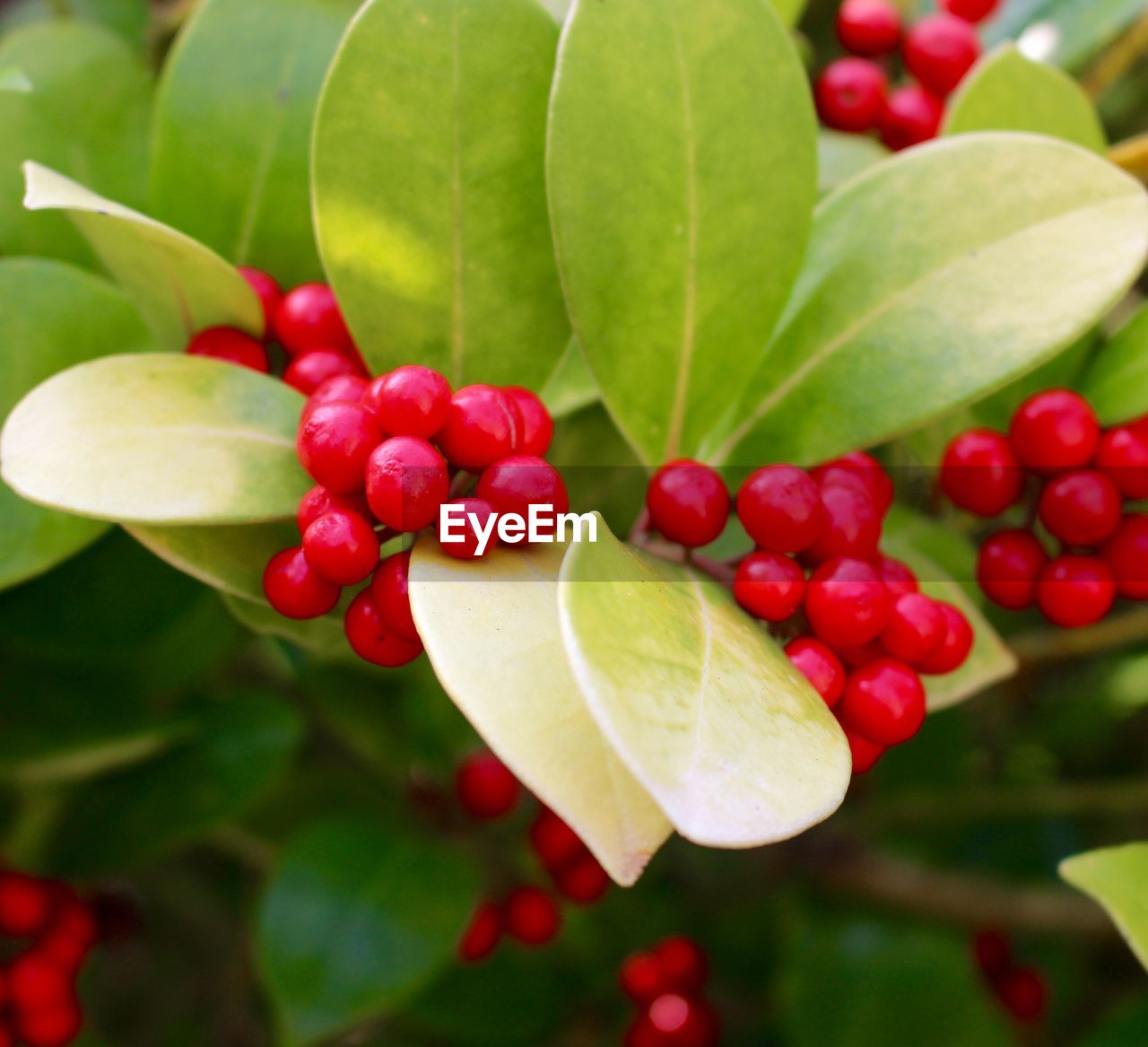 Close-up of cherries growing on plant