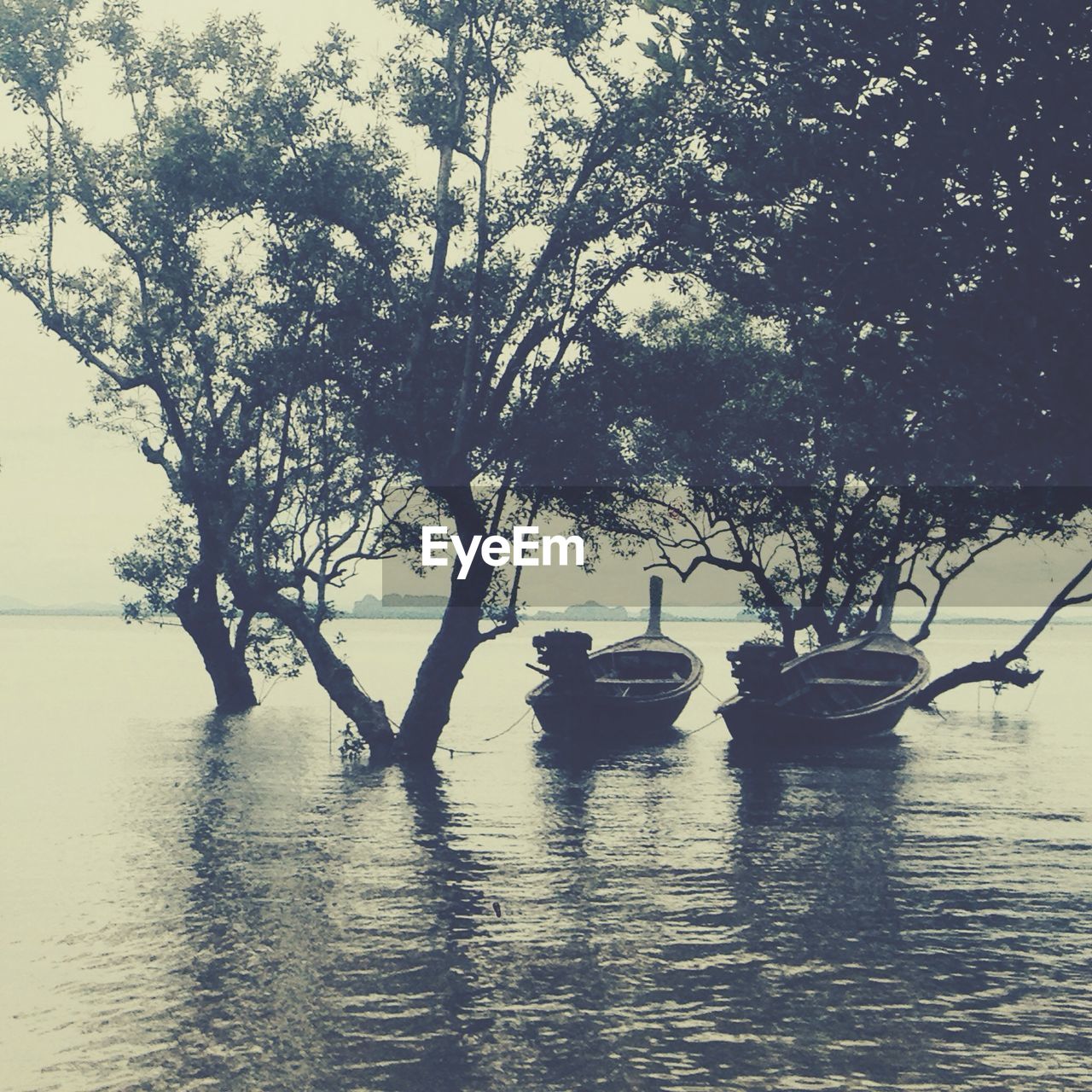 VIEW OF TREES IN WATER