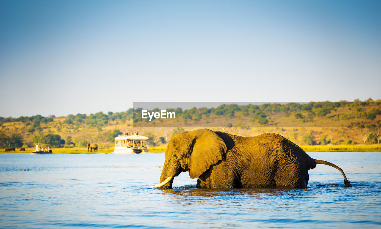 side view of elephant in lake
