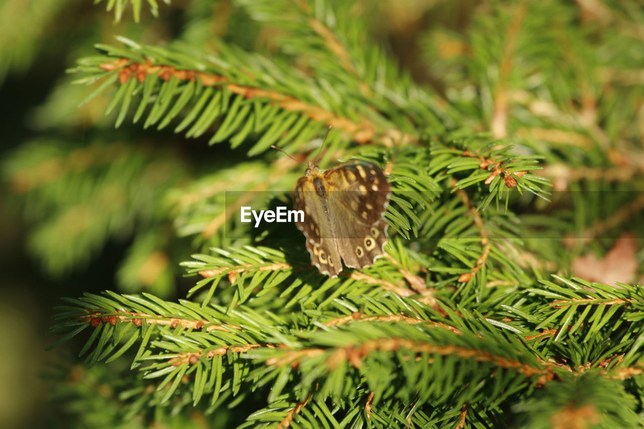 CLOSE-UP OF PINE TREE IN PLANT