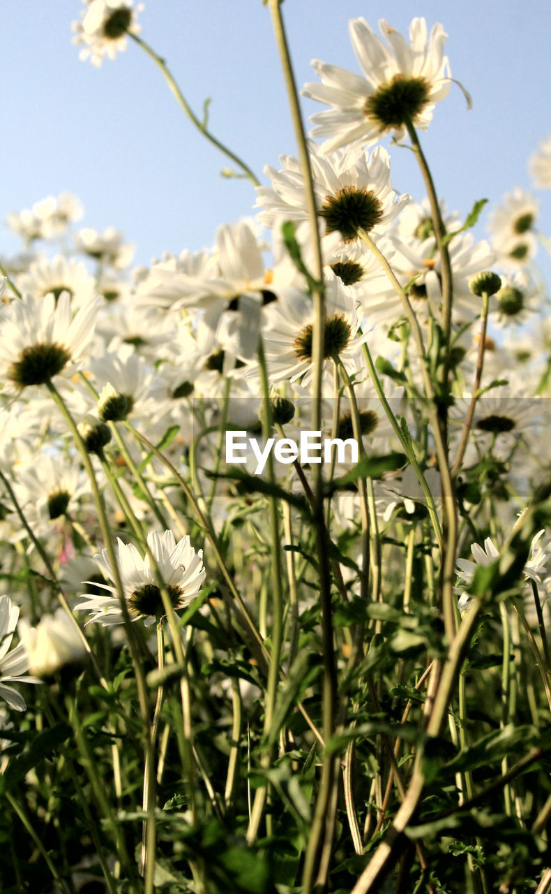 plant, flower, flowering plant, beauty in nature, growth, freshness, grass, nature, meadow, field, close-up, fragility, no people, focus on foreground, sky, day, wildflower, prairie, flower head, white, plant stem, outdoors, inflorescence, land, springtime, blossom, selective focus, sunlight, petal, agriculture