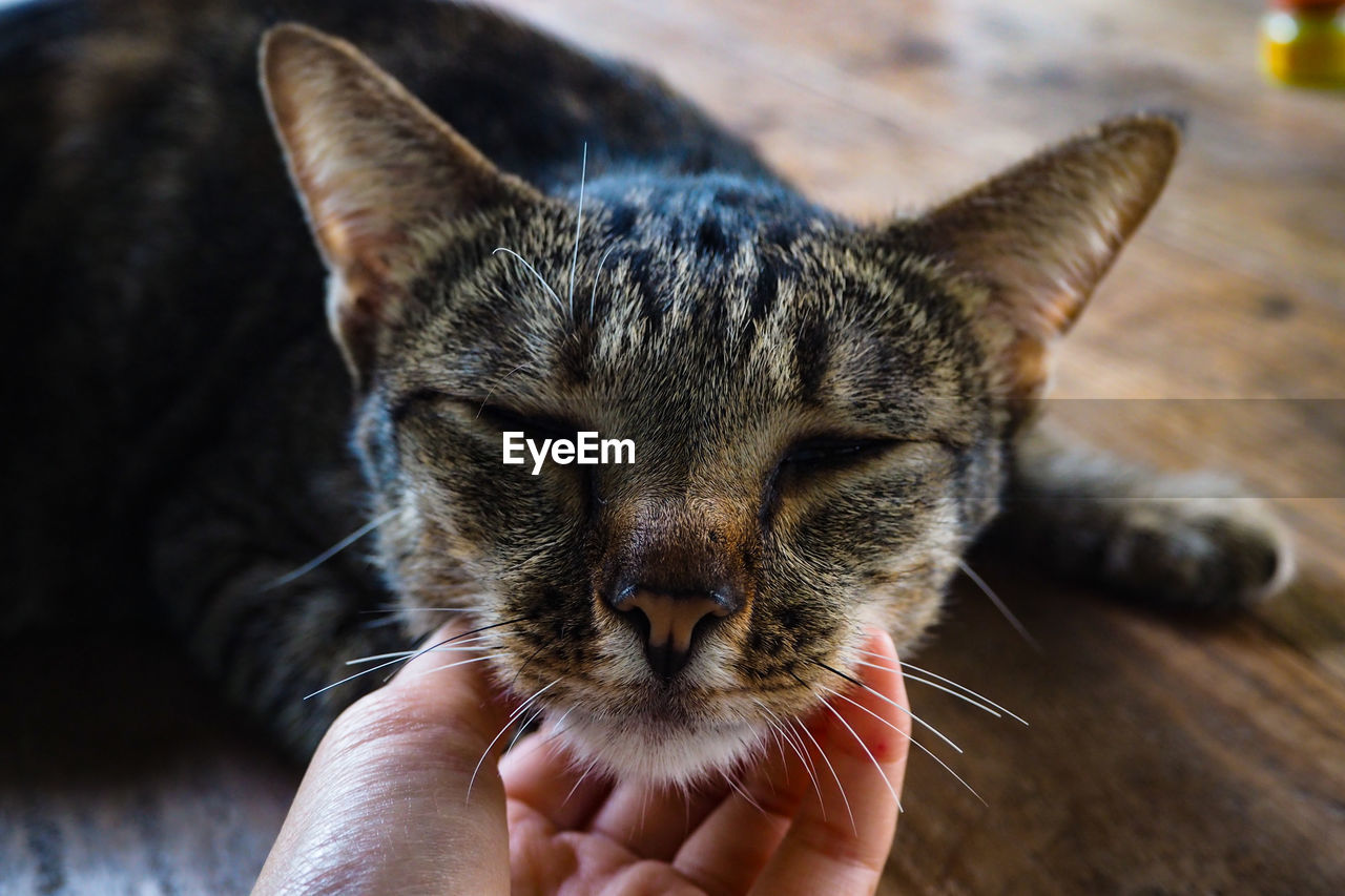 CLOSE-UP OF HUMAN HAND HOLDING CAT