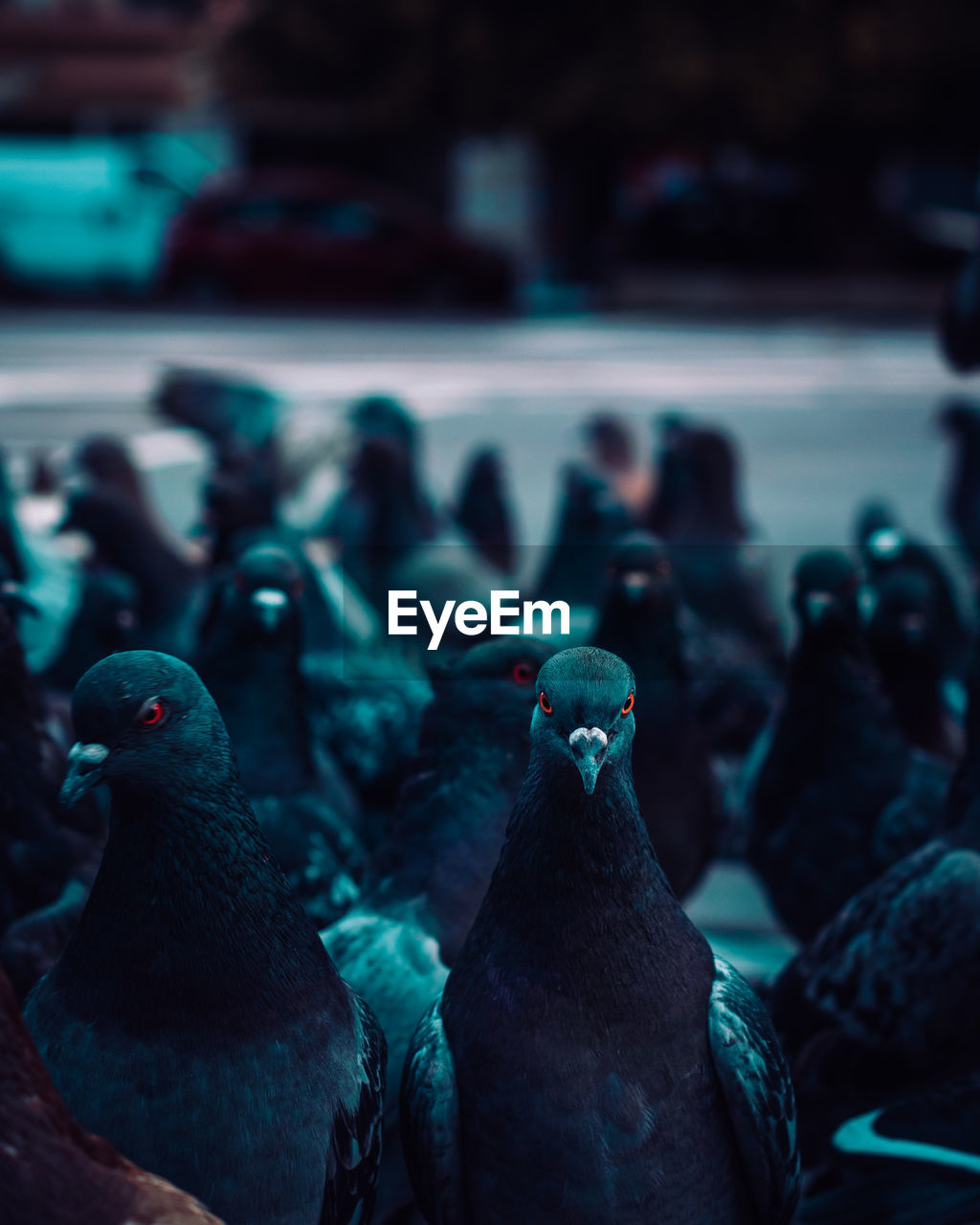 Close-up of pigeons