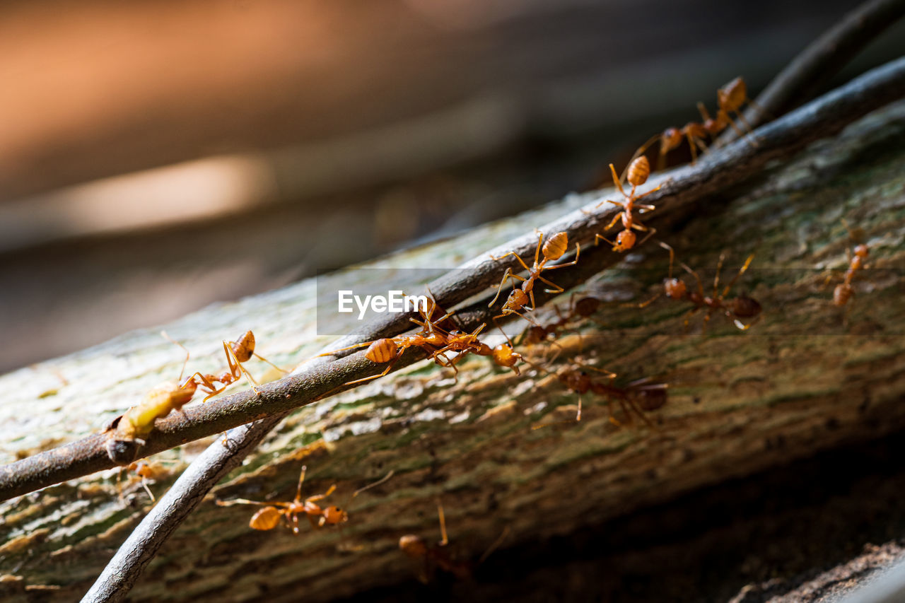 Close-up photo of a colony of red ants on wood.