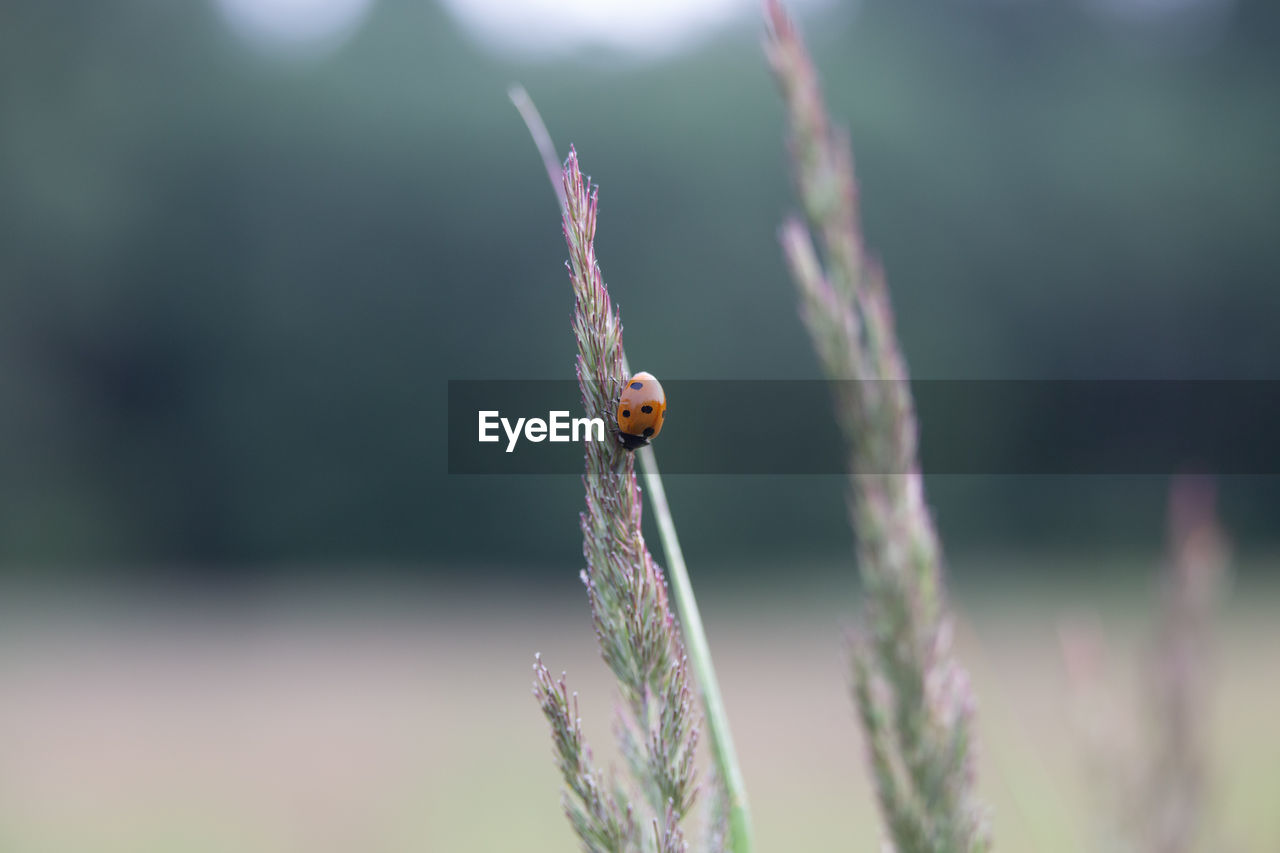 Nature's delicate guardian. red ladybug amongst meadow grass in northern europe