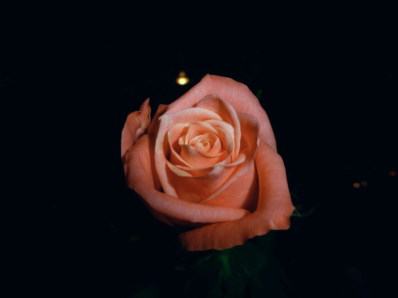 Close up of pink rose