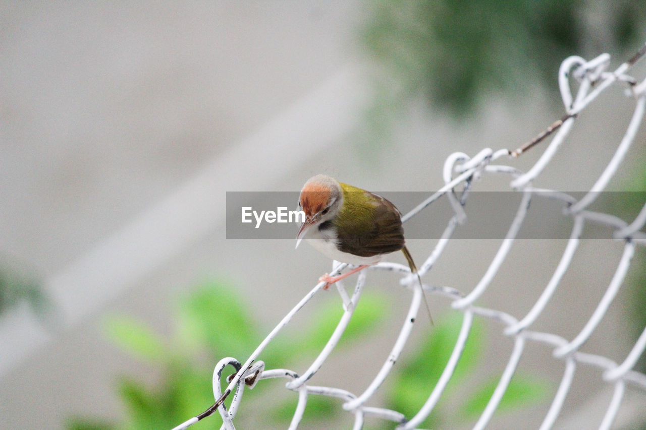 Close-up of bird perching on a fence