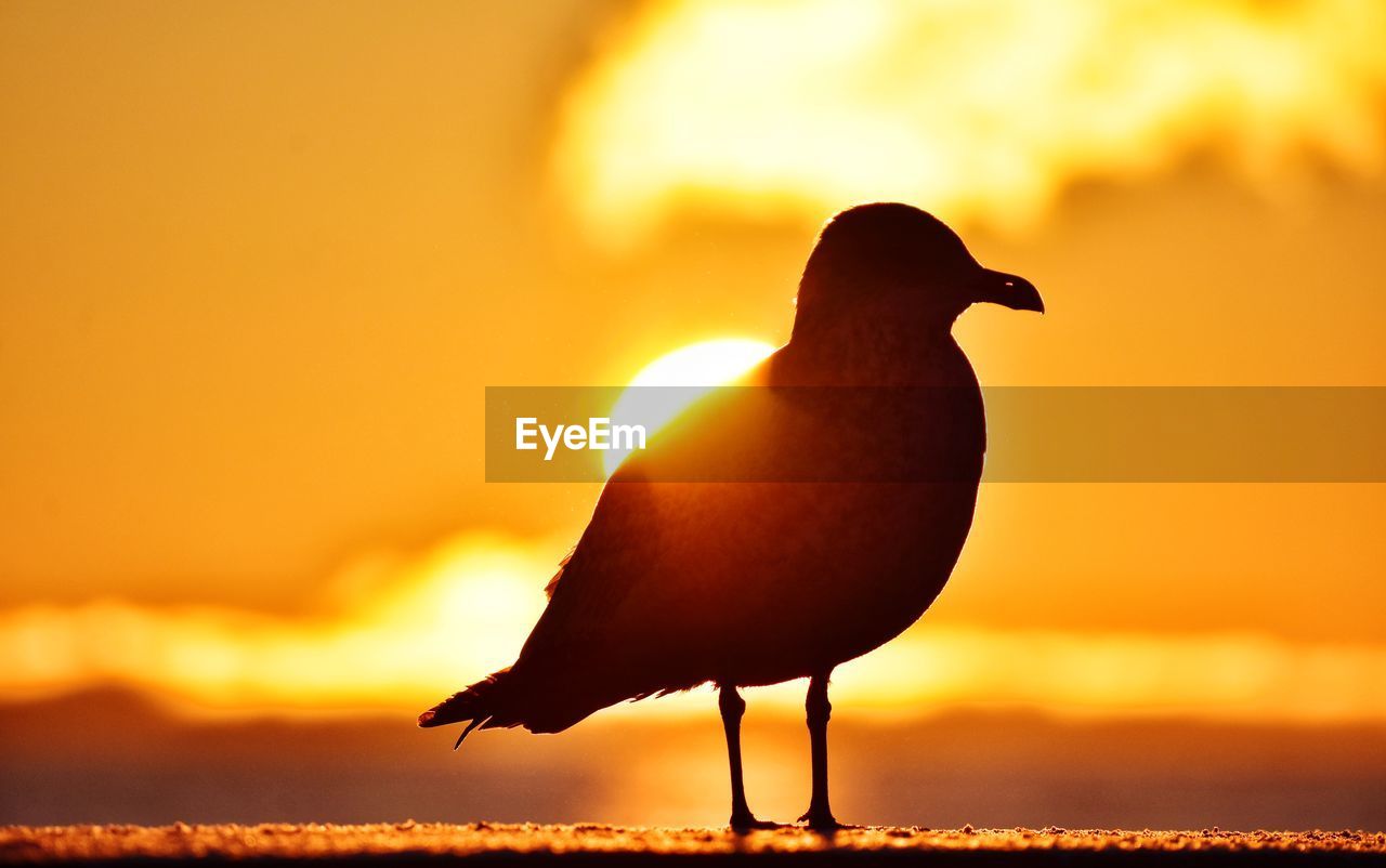 Seagull silhouette on sunrise background in gdynia